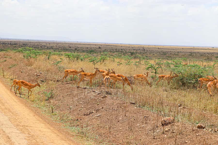 Nairobi National Park: & Elephant Orphanage 4X4 Jeep Tour - Nairobi National Park safari: why the skyline matters