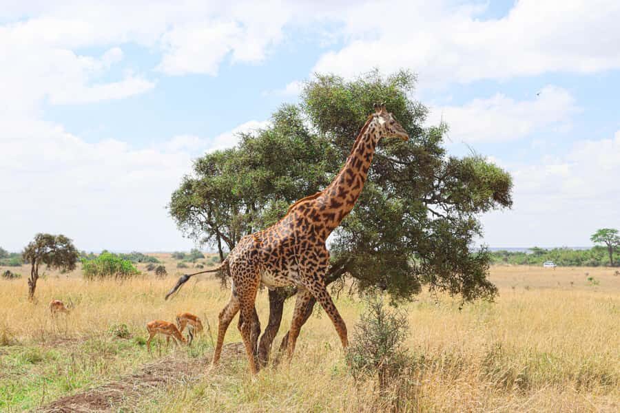 Nairobi National Park: & Elephant Orphanage 4X4 Jeep Tour - Pickup, schedule, and how to prepare for a smooth morning