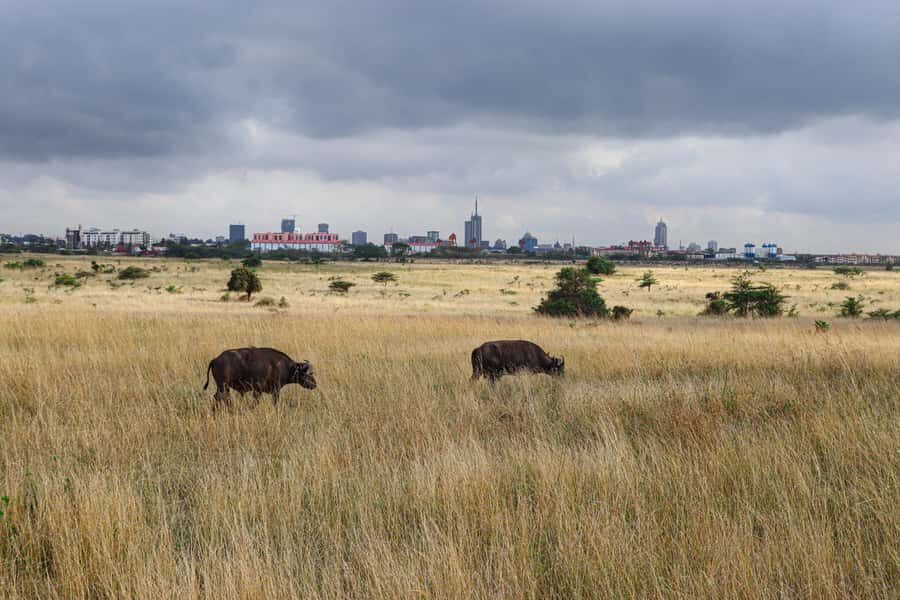 Nairobi National Park: & Elephant Orphanage 4X4 Jeep Tour - The burning ivory monument: conservation history in plain sight