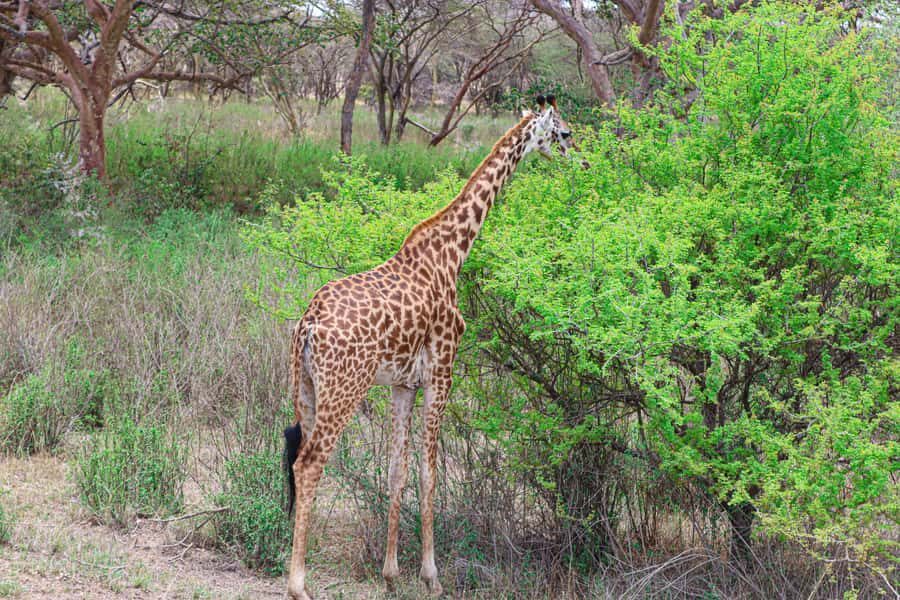 Nairobi National Park: & Elephant Orphanage 4X4 Jeep Tour - The main game drive: where lions, rhinos, buffalo, and giraffes can show up