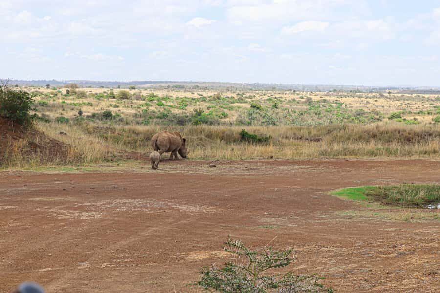 Nairobi National Park: & Elephant Orphanage 4X4 Jeep Tour - Timing changes: why your safari may run longer than 6 hours suggests