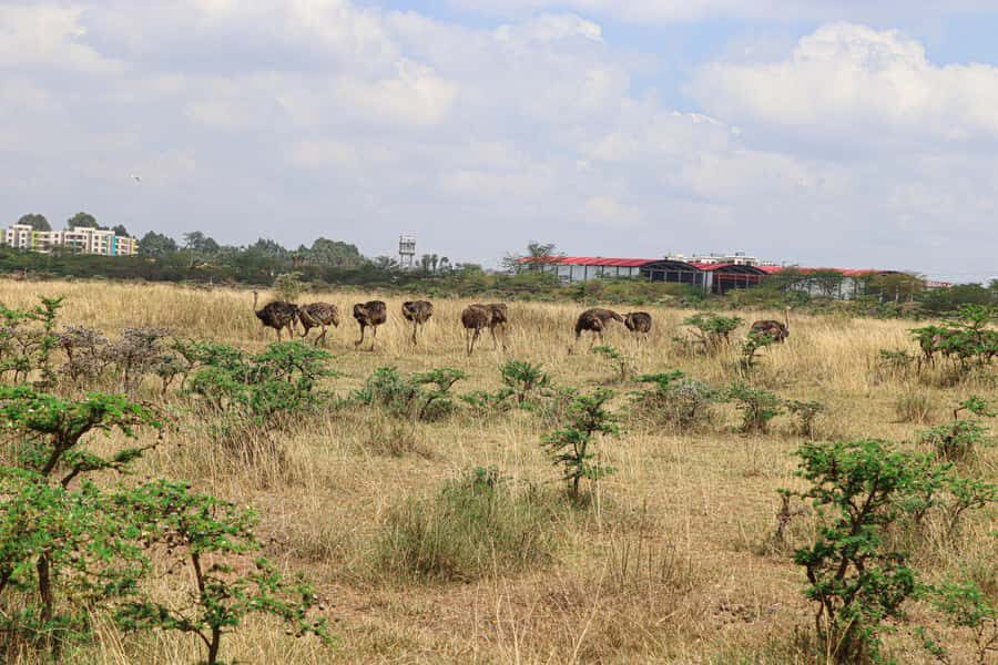 Nairobi National Park: & Elephant Orphanage 4X4 Jeep Tour - Elephant Orphanage connection: what to do before you go