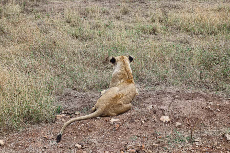 Nairobi National Park: & Elephant Orphanage 4X4 Jeep Tour - Price and value: what you’re paying for at $130