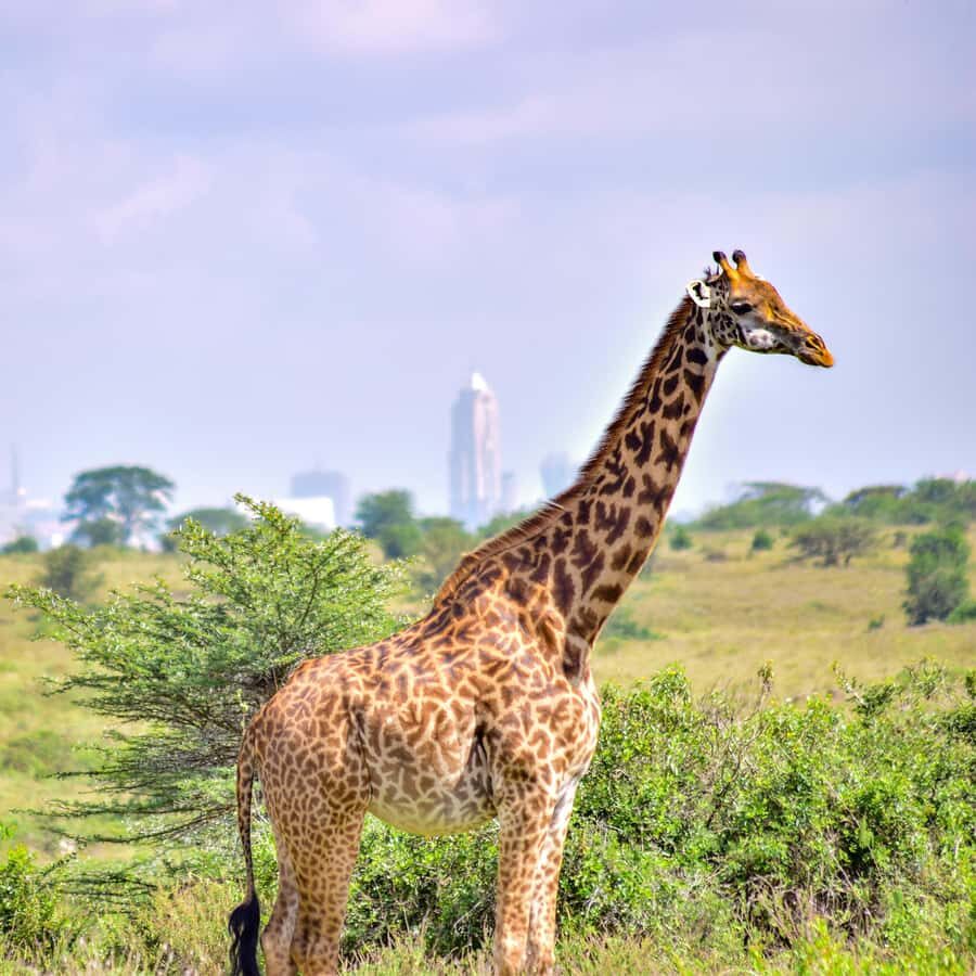 Nairobi National Park: & Elephant Orphanage 4X4 Jeep Tour - Open-roof Land Cruiser + 4x4 driving: how you’ll actually see animals