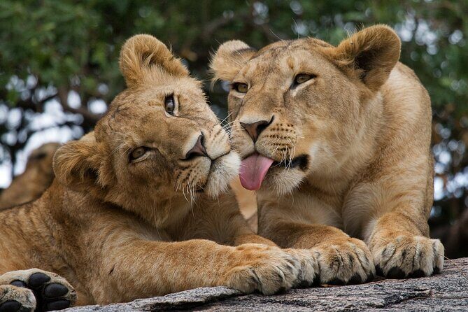 Nairobi National Park, Elephant Orphanage and Giraffe Centre - Lunch break: plan for food you choose, not included food