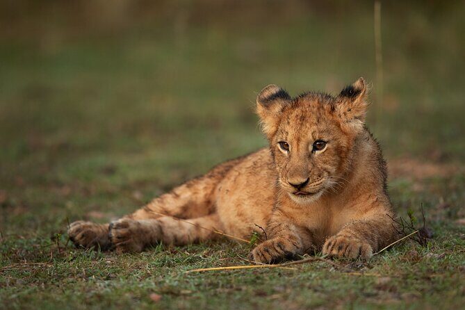 Nairobi National Park, Elephant Orphanage and Giraffe Centre - Transport and timing: why this day can run long