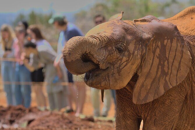 Nairobi National Park, Elephant Orphanage and Giraffe Centre - Price and value: what the $40 covers, and what adds up