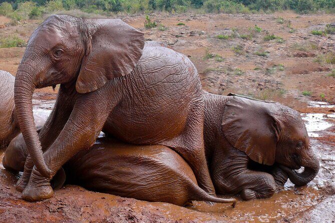 Nairobi National Park, Elephant Orphanage and Giraffe Centre - Who this tour suits best (and who should skip it)