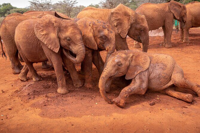 Nairobi National Park, Elephant Orphanage and Giraffe Centre - Kazuri Beads Factory: a crafts stop with real community value