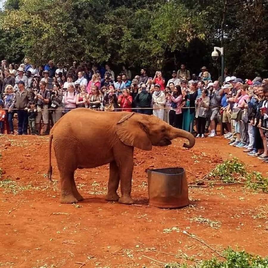 Nairobi: National Park, Elephant Orphanage, and Giraffe Tour - Key things I’d watch for on this Nairobi tour