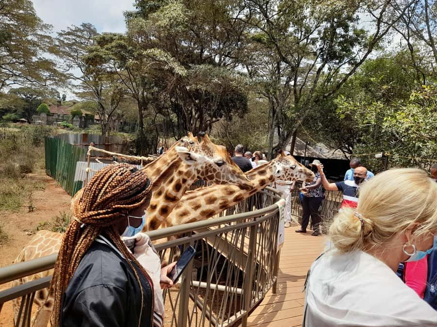Nairobi: National Park, Elephant Orphanage, and Giraffe Tour - Nairobi National Park game drive: skyscrapers meet savannah