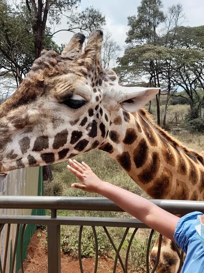 Nairobi: National Park, Elephant Orphanage, and Giraffe Tour - David Sheldrick Wildlife Trust: elephant rescue and rehabilitation