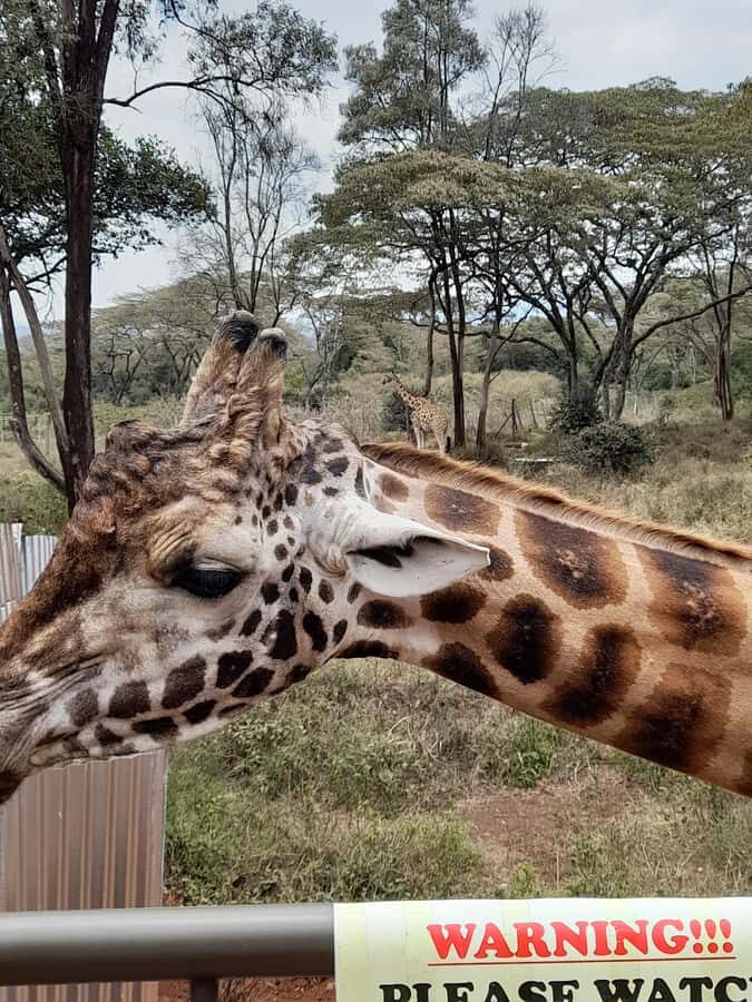 Nairobi: National Park, Elephant Orphanage, and Giraffe Tour - Kobe Tough Beads: recycled jewelry, real craftsmanship