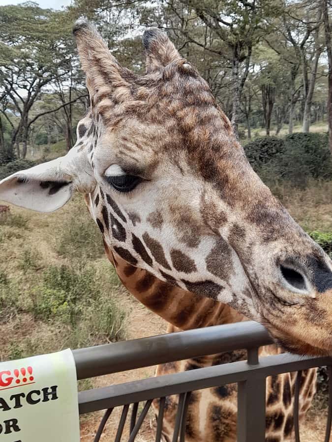 Nairobi: National Park, Elephant Orphanage, and Giraffe Tour - Tea, lunch, and local snacks: the quick food stop you shouldn’t ignore