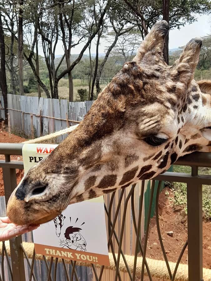 Nairobi: National Park, Elephant Orphanage, and Giraffe Tour - Giraffe Centre: feeding Rothschild’s giraffes with conservation context