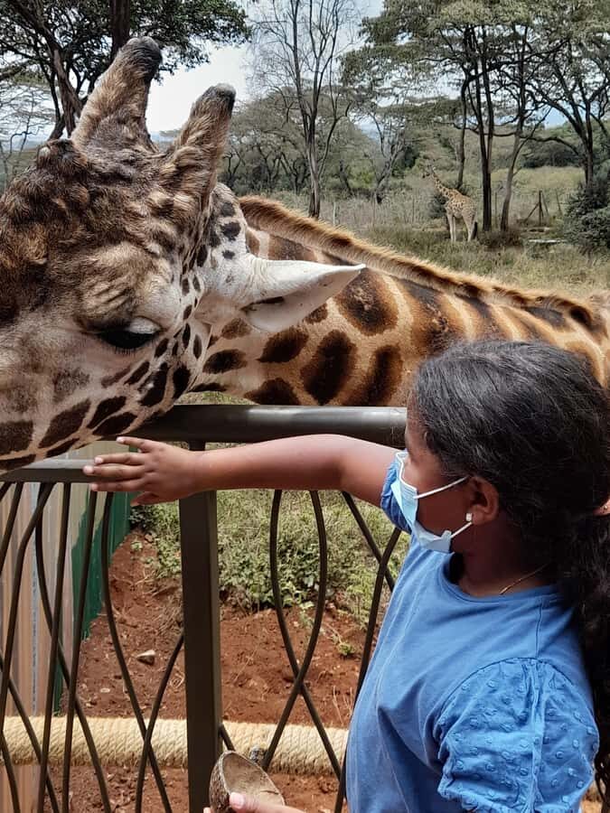 Nairobi: National Park, Elephant Orphanage, and Giraffe Tour - What the group setup really means for your day