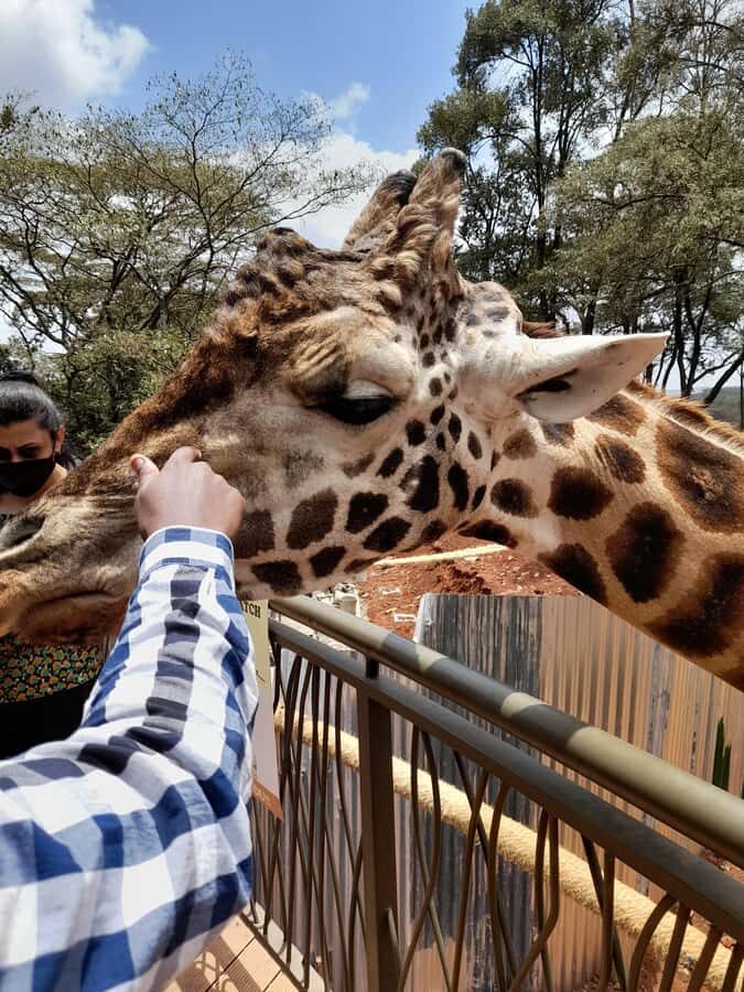 Nairobi: National Park, Elephant Orphanage, and Giraffe Tour - Price and logistics: what your $80 actually covers