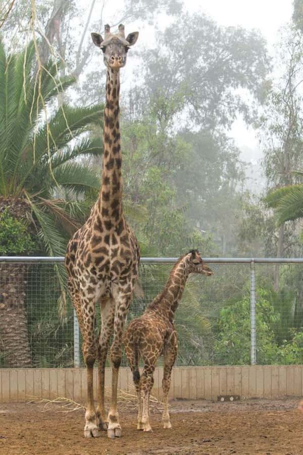 Nairobi: National Park, Elephant Orphanage & Giraffe Center - Key highlights you’ll remember