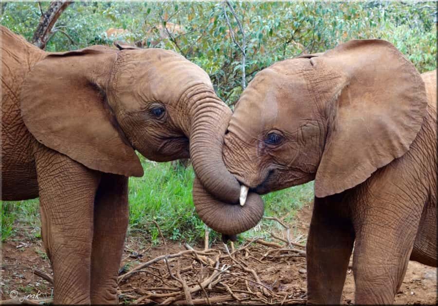 Nairobi: National Park, Elephant Orphanage & Giraffe Center - FAQ