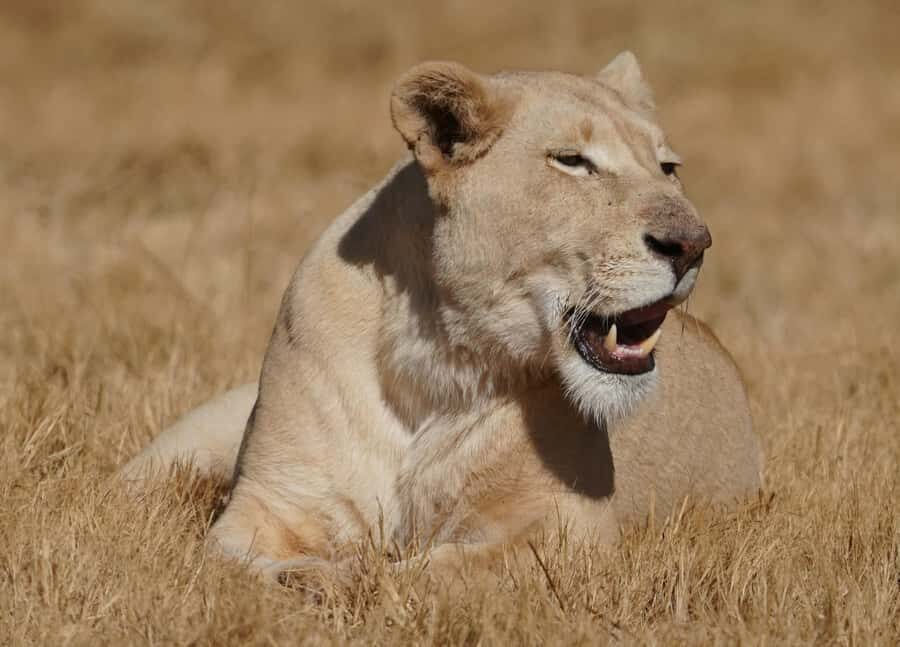 Nairobi: National Park, Elephant Orphanage & Giraffe Center - Nairobi National Park in a pop-up van: city safari that feels surprisingly real