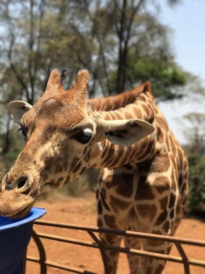 Nairobi: National Park, Elephant Orphanage & Giraffe Center - The Giraffe Center: feeding Rothschild’s giraffes (and why that’s not just fun)