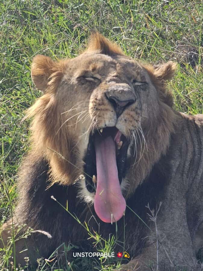 Nairobi: National Park, Elephant Orphanage & Giraffe Center - Lunch in Nairobi: keep it local and budget-friendly
