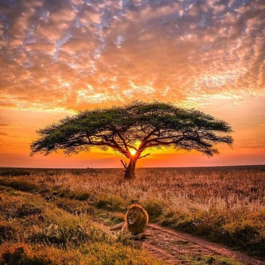 Nairobi: National Park, Elephant Orphanage & Giraffe Center - Getting the most out of your day: small choices that make big difference