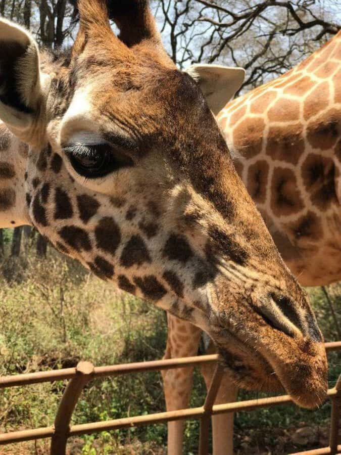 Nairobi: National Park, Elephant Orphanage & Giraffe Center - Who this tour fits best (and who might want a different plan)