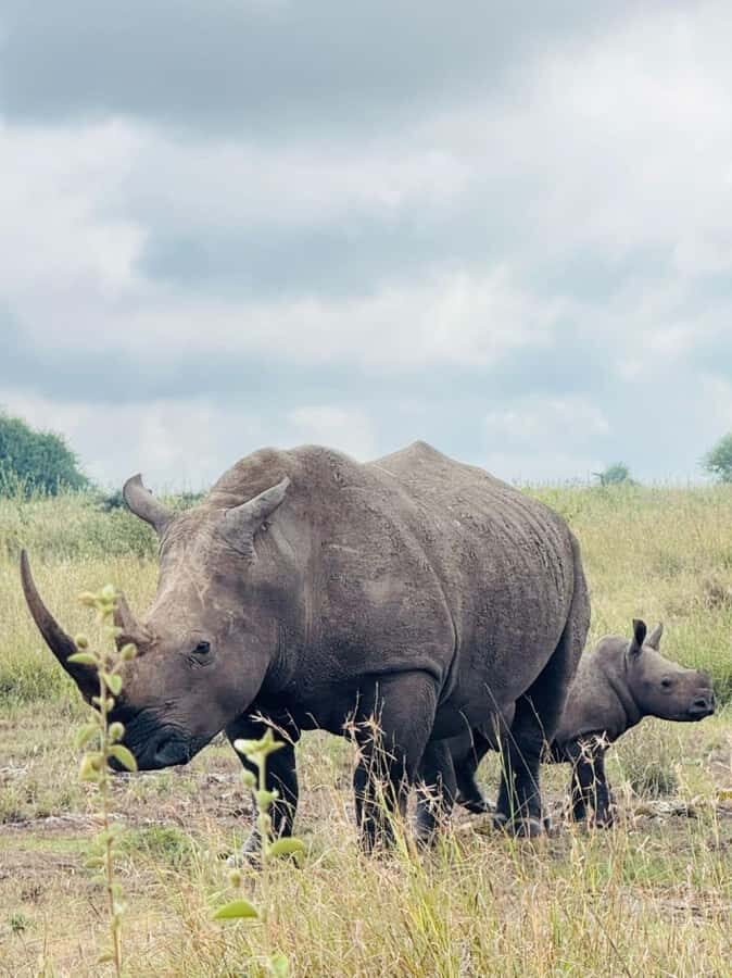 Nairobi: National Park, Elephant Orphanage & Giraffe Center - Should you book this Nairobi wildlife and conservation day?