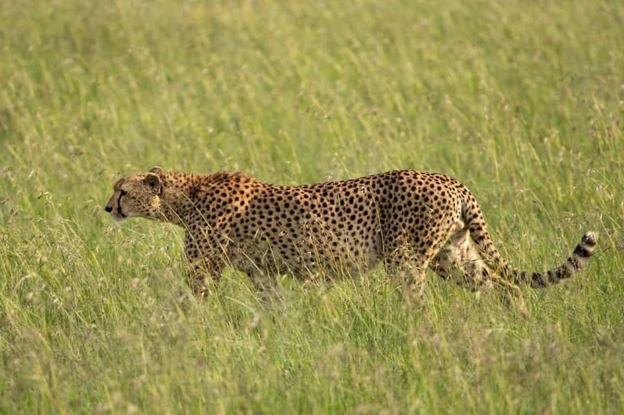 Nairobi: National Park, Elephant Orphanage & Giraffe Center - FAQ