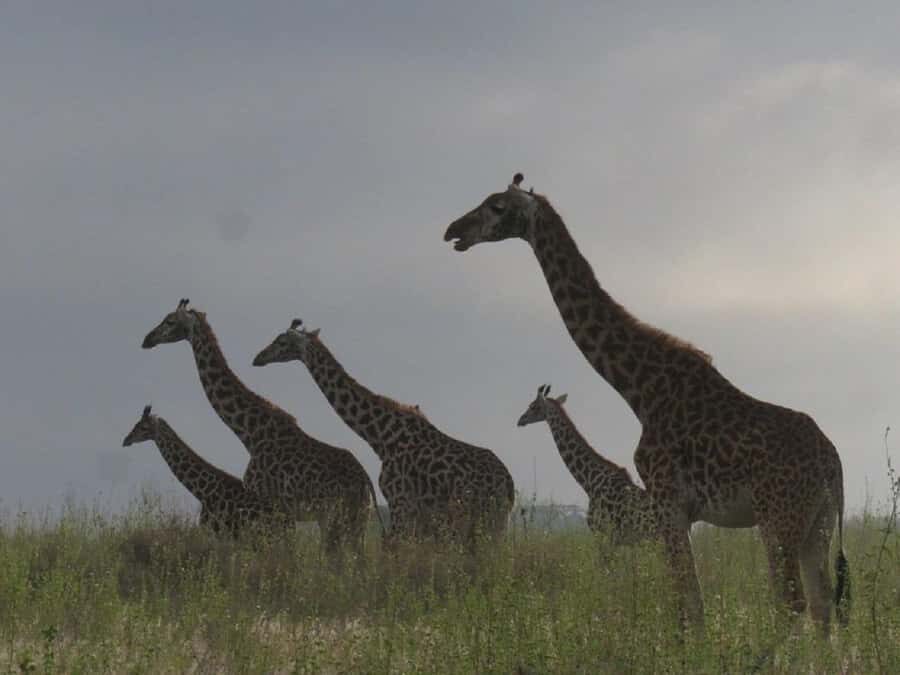 Nairobi: National Park, Elephant Orphanage & Giraffe Tour - Nairobi National Park: wildlife viewing with a guided hand