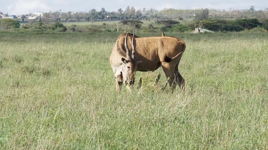 Nairobi: National Park, Elephant Orphanage & Giraffe Tour - Giraffe Centre: Rothschild giraffes you can feed by hand