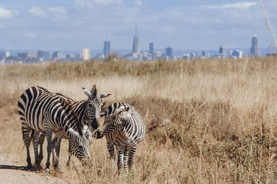 Nairobi: National Park, Elephant Orphanage & Giraffe Tour - David Sheldrick Wildlife Trust: baby elephants, washing, and real conservation