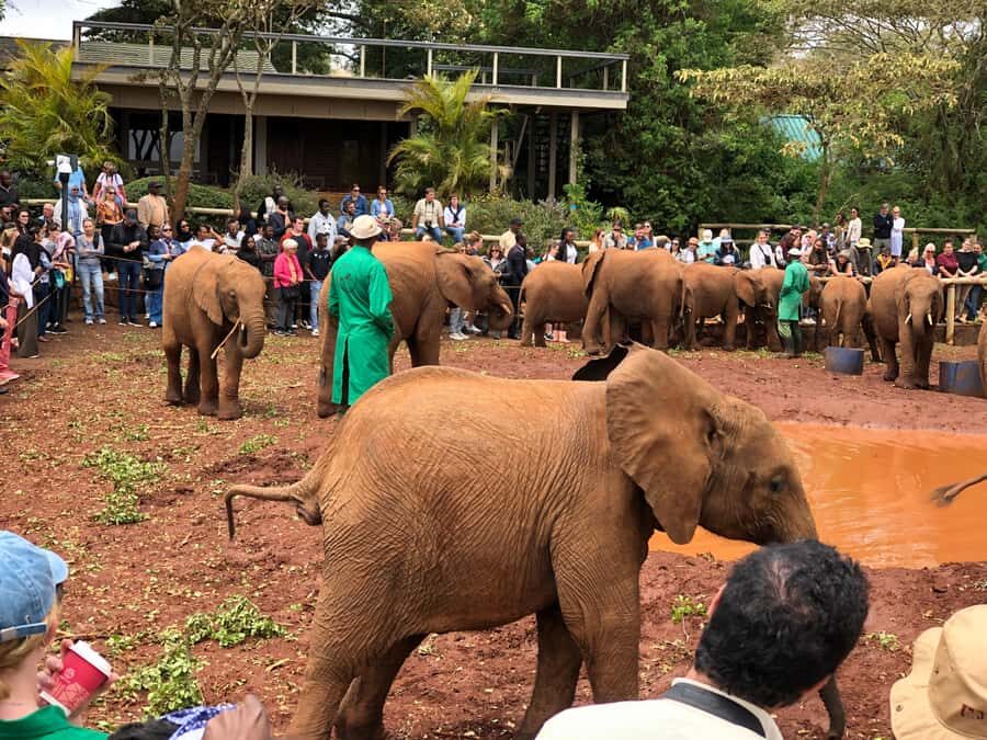 Nairobi: National Park, Elephant Sanctuary, & Giraffe Center - Key takeaways before you go