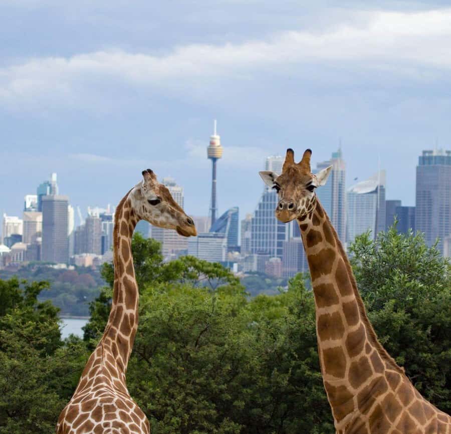Nairobi: National Park, Elephant Sanctuary, & Giraffe Center - FAQ