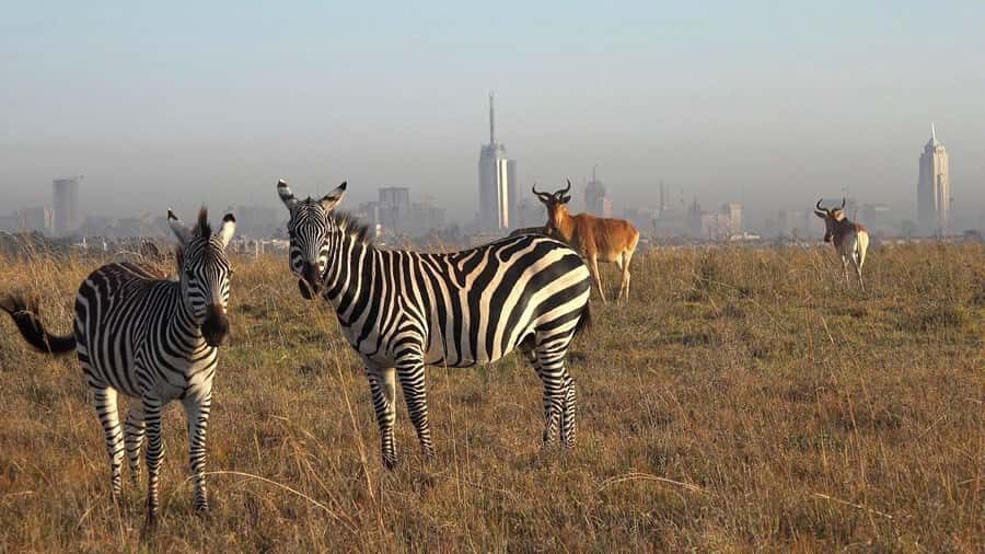 Nairobi: National Park, Elephant Sanctuary, & Giraffe Center - Nairobi National Park safari: lions, rhinos, and zebras near the city
