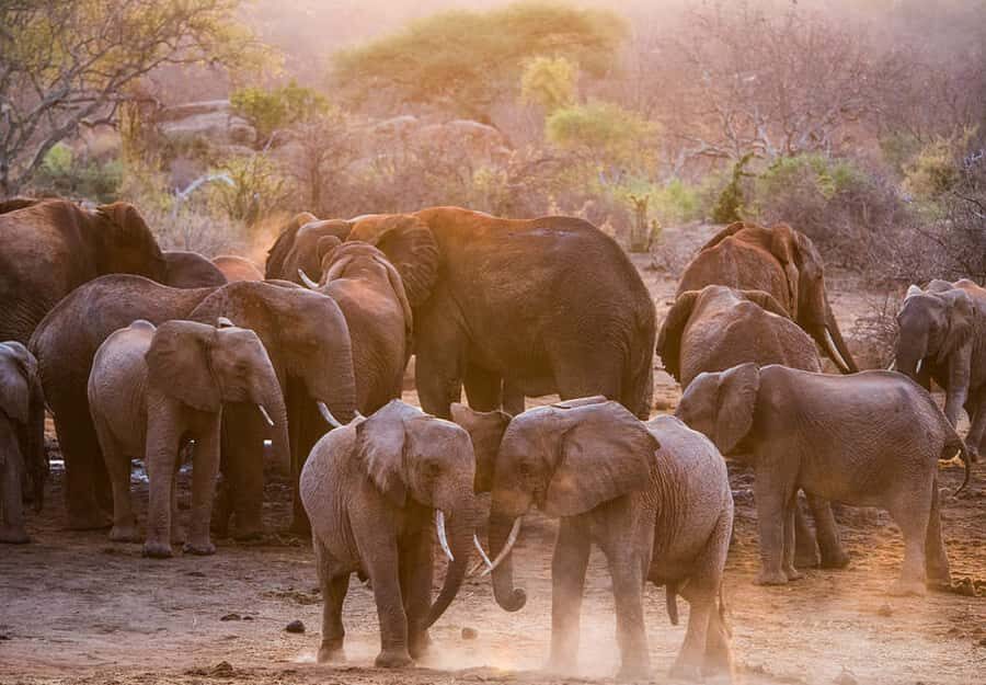 Nairobi: National Park, Elephant Sanctuary, & Giraffe Center - Price and fees: what you’re paying for, and what might cost extra