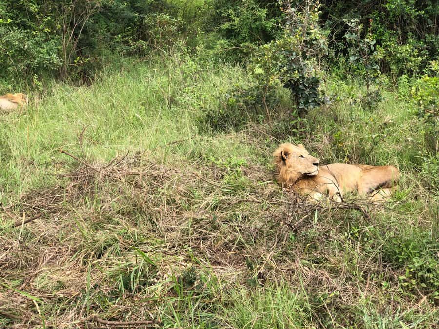 Nairobi: National Park, Elephant Sanctuary, & Giraffe Center - Timing and logistics: early starts, shopping stops, and lunch planning