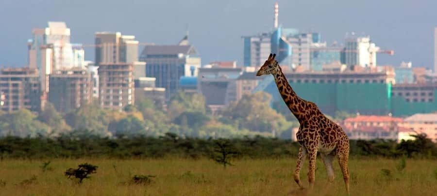 Nairobi: National Park, Elephant Sanctuary, & Giraffe Center - What group size and the vehicle can mean for your viewing