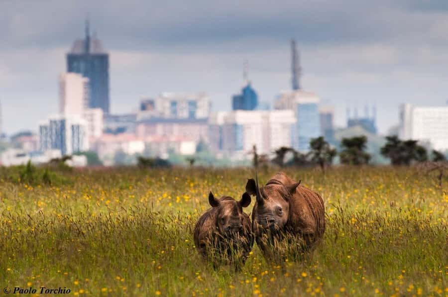 Nairobi: National Park, Elephant Sanctuary, & Giraffe Center - Who this tour fits best