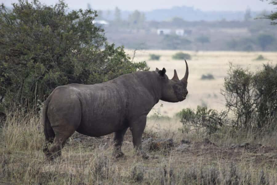 Nairobi: National Park, Elephant Sanctuary, & Giraffe Center - David Sheldrick Wildlife Trust: why elephant orphanage time hits differently