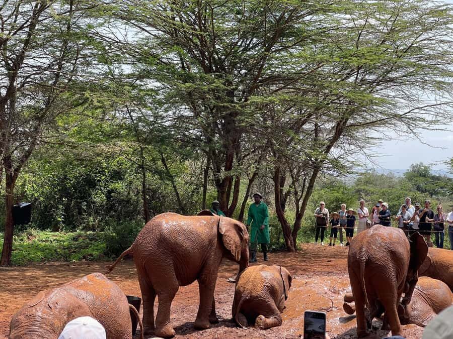 Nairobi National Park, Elephant Sanctuary & Giraffe Centre - Why This Nairobi Safari Mix Works So Well