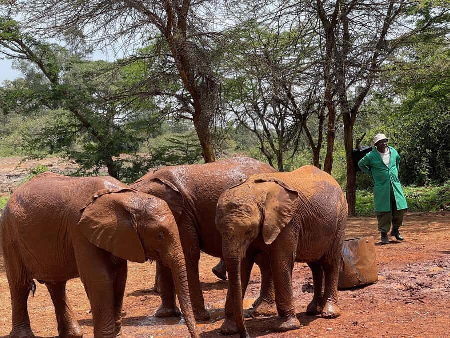 Nairobi National Park, Elephant Sanctuary & Giraffe Centre - Pickup, 4WD Comfort, and Your Dawn Start