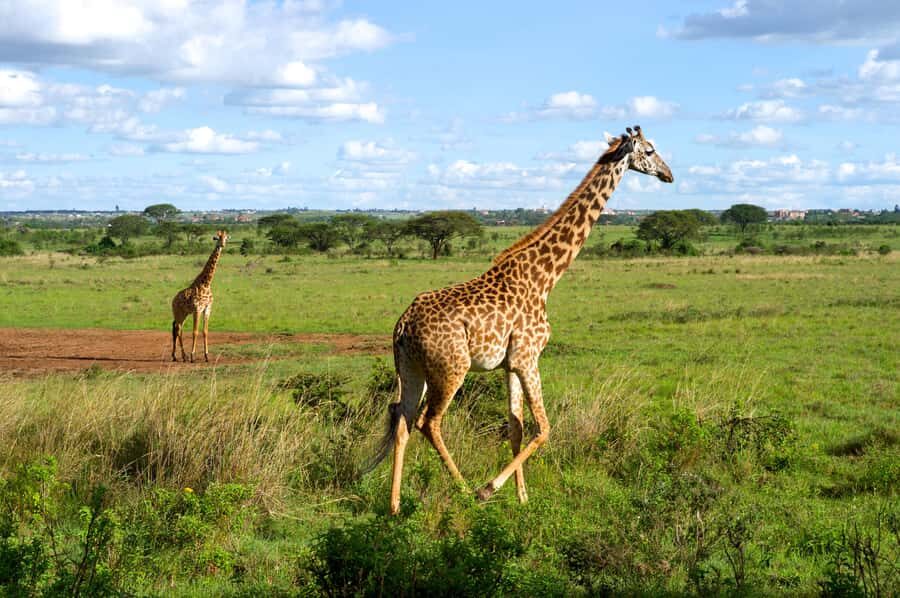 Nairobi National Park, Elephant Sanctuary & Giraffe Centre - David Sheldrick Wildlife Trust: Elephant Orphanage Viewing That Feels Real