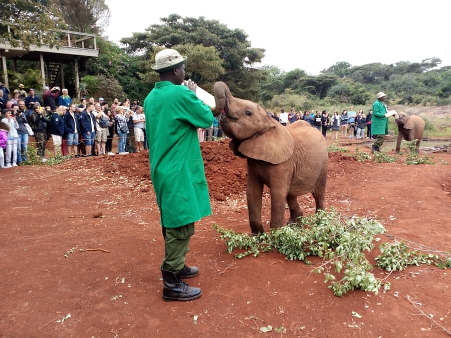 Nairobi National Park, Elephants, Giraffes & Bomas Day Trip - Nairobi National Park Early Game Drive: City Neighbors With Wild Neighbors