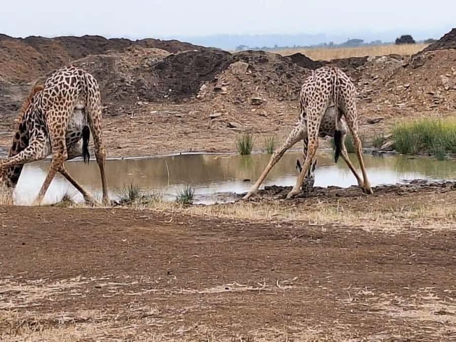 Nairobi National Park Evening Game Drive - Bird Watching at Dusk: The Bonus Most People Miss