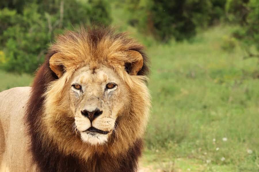Nairobi National Park: Free WIFI connection - How Nairobi National Park Fits Into One 5-Hour Day