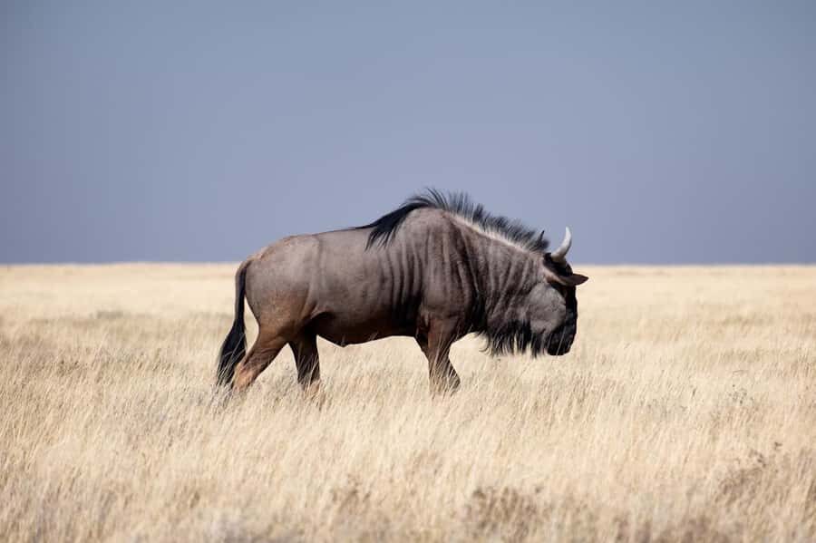Nairobi National Park: Free WIFI connection - 4-Hour Game Drive: Lions, Rhino, Buffalo, and More