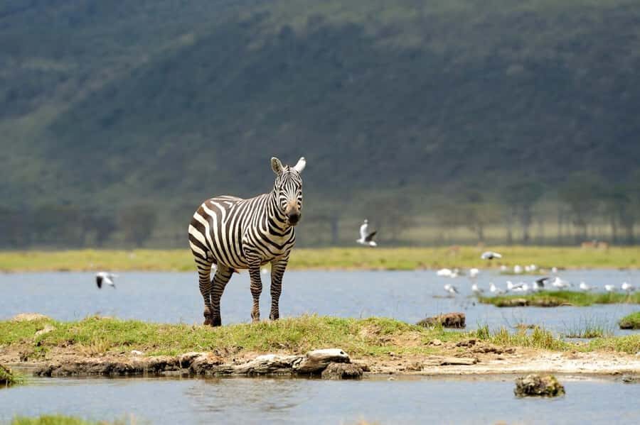Nairobi National Park: Free WIFI connection - Should You Book This Nairobi National Park Safari With Kobe Beads?