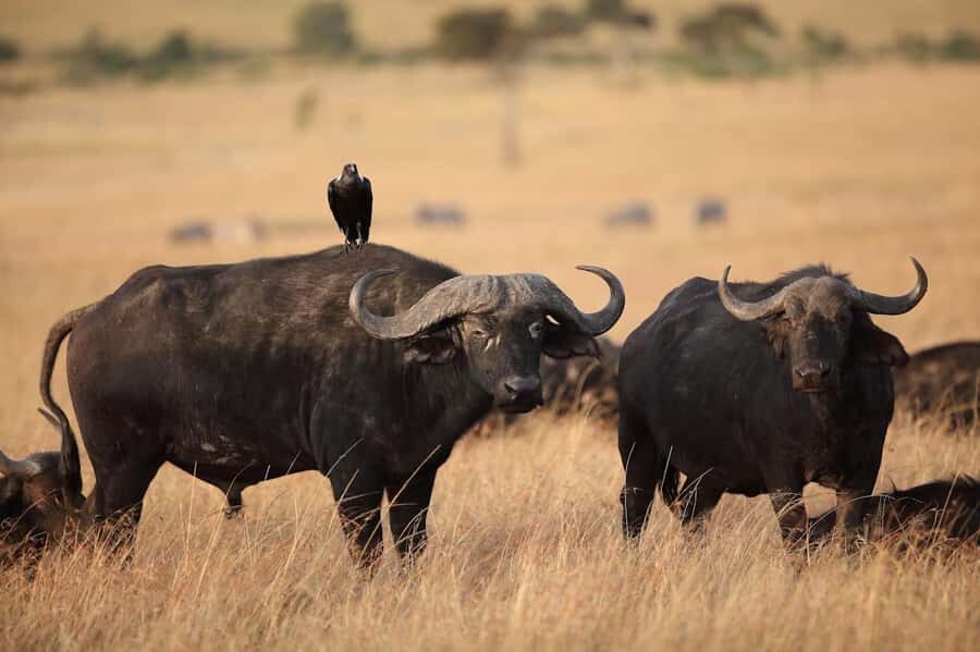 Nairobi National Park: Free WIFI connection - FAQ
